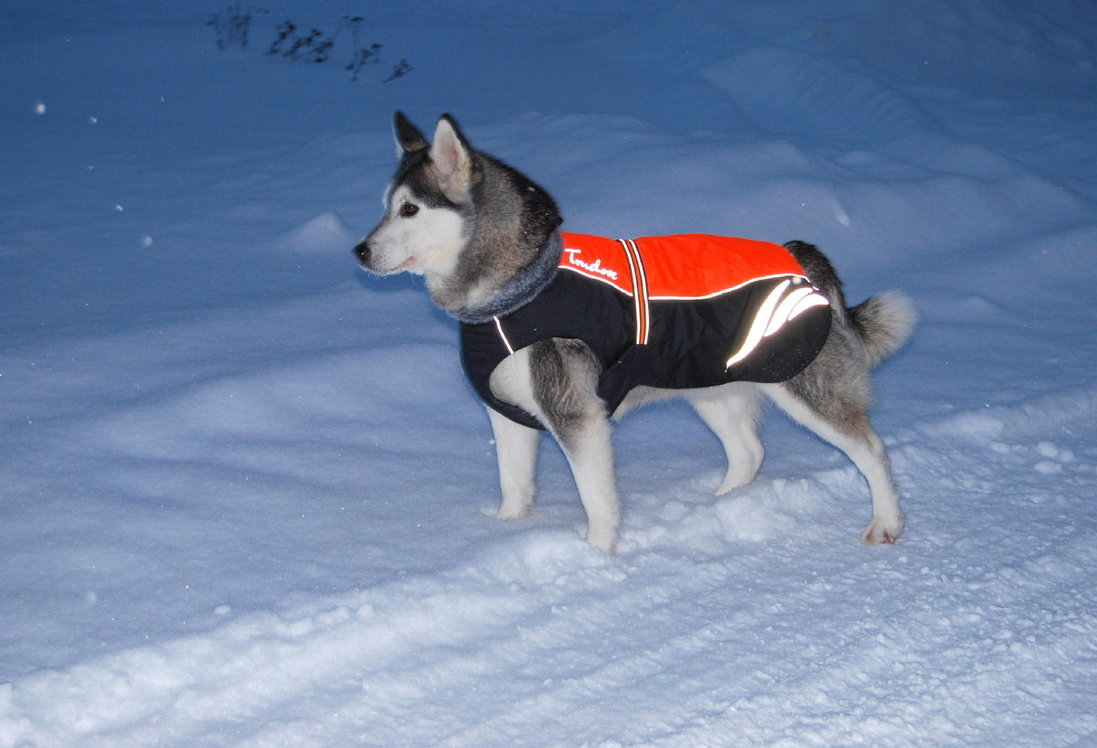Winter Down Jacket for Dogs